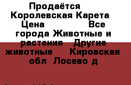Продаётся!     Королевская Карета › Цена ­ 300 000 - Все города Животные и растения » Другие животные   . Кировская обл.,Лосево д.